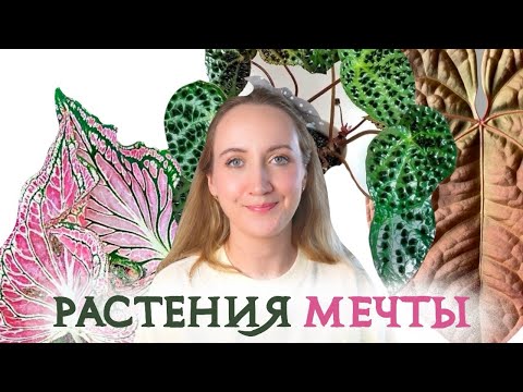 Видео: Мои РАСТЕНИЯ МЕЧТЫ |  НОВЫЙ Вишлист растений | Май 2024 💚