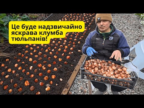 Видео: Осіння посадка тюльпанів під совочок — швидко, щільно, правильно!