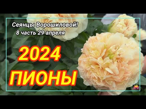 Видео: Цветение сеянцев пионов Ворошиловой А.Б. в 2024 году. Часть 8 / Сад Ворошиловой