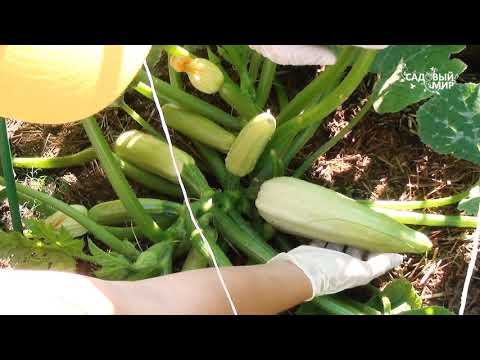 Видео: Почему подгнивает кончик у кабачка. Как правильно ухаживать за кабачками после завязей.