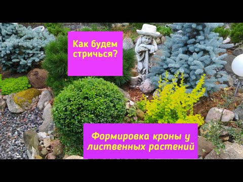 Видео: Как будем стричься? Формировка кроны у лиственных растений.