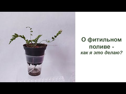 Видео: Фитильный полив комнатных растений - как я это делаю и что получается