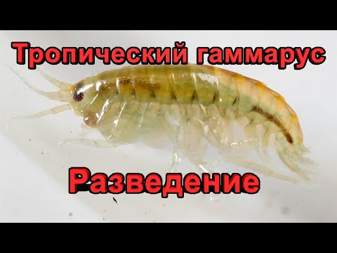 Видео: Мексиканский гаммарус (Hyalella azteca) - разведение в домашних условиях.
