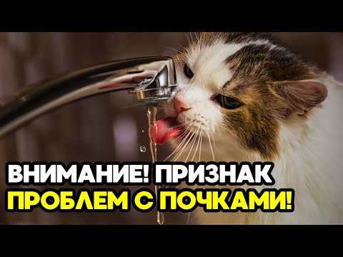 Видео: Если кот делает ЭТО — у него БОЛЕЗНЬ ПОЧЕК!