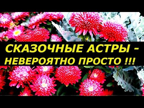 Видео: СКАЗОЧНЫЕ АСТРЫ   НЕВЕРОЯТНО ПРОСТЫМ СПОСОБОМ ПОСАДКИ ! СУПЕР СПОСОБ !