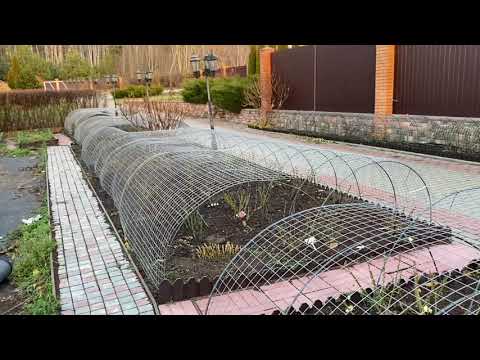 Видео: Розы. Важные моменты,  о которых Вы должны обязательно знать. Ответы на Ваши вопросы. 🌹🌹🌹