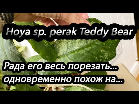 Видео: Рада его весь порезать -Hoya sp.Perak Teddy bear-