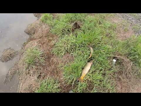 Видео: Разведка новой локации с результатом, рыбалка на рогатку