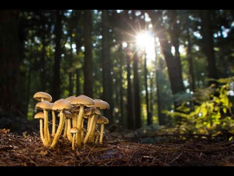 Видео: Самые интересные истории про  животных и птиц. Аудио рассказы.