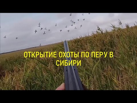 Видео: Открытие охоты по перу в Сибири.