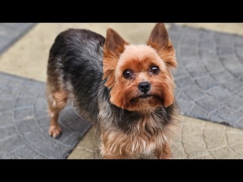 Видео: У меня на стриже наша  Никуся