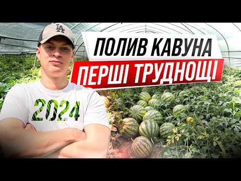 Видео: Як правильно потрібно робити кавун на поливі у 2024?