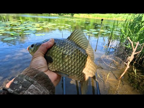 Видео: ЦЕ КРАЩА НАСАДКА на КАРАСЯ!🐟 Рибалка на Поплавок!🎣