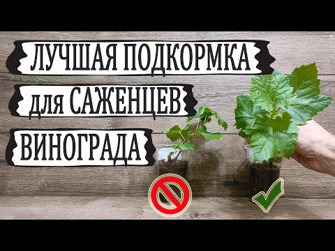 Видео: 🍇 От ЭТОЙ  простейшей ПОДКОРМКИ  саженцы винограда активно растут и не погибают. Освещение саженцев.