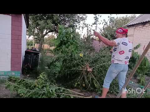Видео: Вітер допоміг сформувати ПЛАКУЧУ ФОРМУ ШОВКОВИЦІ.
