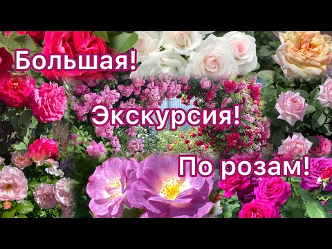 Видео: Большая экскурсия по розам! Все сорта подписаны! (Урал 2-3 зона)