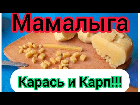 Видео: Карась и Карп обожают Мамалыгу! Вкусный рецепт для Рыбалки!