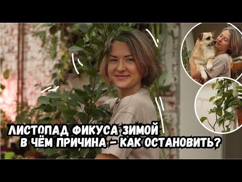 Видео: Зимний листопад фикуса / в чем причина и как его остановить?!