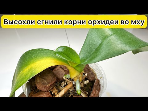 Видео: Спасти орхидею Корни орхидеи высохли сгнили