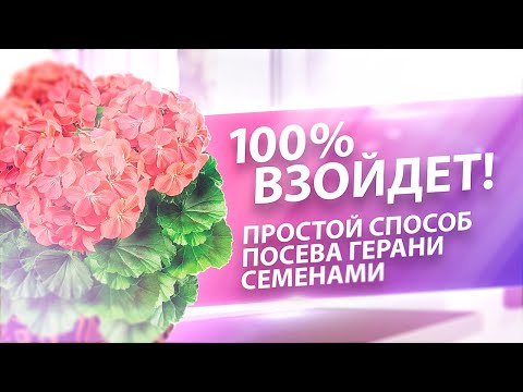 Видео: 100 % ВЗОЙДЕТ! СДЕЛАЙТЕ ТАК И ПОЛУЧИТЕ ПЫШНОЕ ЦВЕТЕНИЕ ГЕРАНИ ПЕЛАРГОНИИ