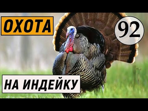 Видео: TheHunter Call of the Wild - ОХОТА на ИНДЕЙКУ # 92