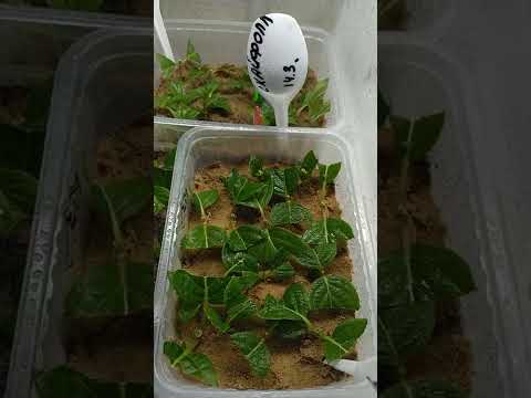 Видео: Раннее черенкование метельчатой  гортензии. Как обустроить его дома?