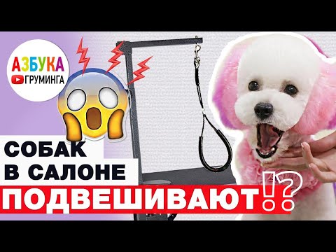 Видео: В салонах подвешиваются собак? Что нужно знать до похода к грумеру