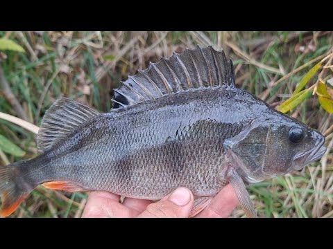 Видео: Неймовірний кльв окуня такого я навіть ночікував зловити!
