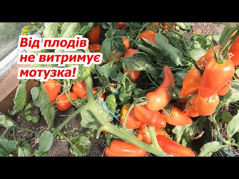 Видео: Огляд перцеподібного томату Корнабел в плодоношенні.