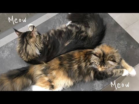 Видео: КОТЫ МЕЙН-КУН | Ваня и Хани | Жизнь котов в таунхаусе