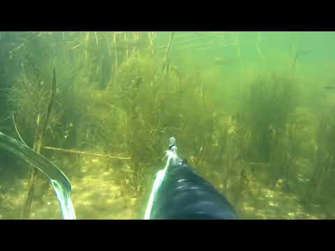 Видео: Подводная  Охота Весной  Прозрак 100%