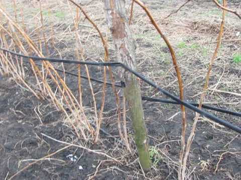 Видео: Идеальная шпалера для малины