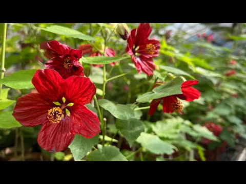 Видео: Болмо гулдору. Эгемендуулук майрамыныздар кут болсун 🌹