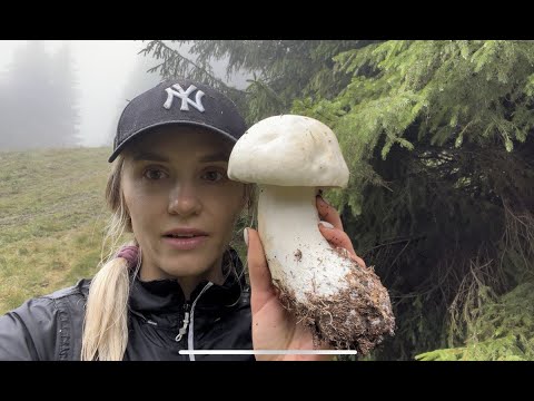 Видео: Збираємо білі гриби у Карпатах (Верховина)