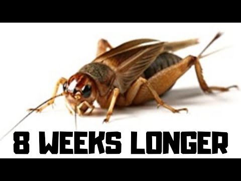 Видео: Лучший способ сохранить жизнь сверчков дольше