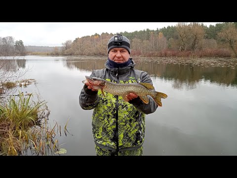 Видео: Архангельское, старица реки Москвы. 03.11.24. 🍁🎣🍂