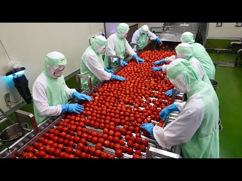Видео: Как Япония массово производит томатный сок со вкусом свежих помидоров
