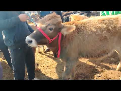 Видео: 14 НОЯБРЯ 2025 Г. МОЛБОЗОРИ ХОЧИ ШАРИФ НАХУ НАВОИ ГУНАЧИНХО 