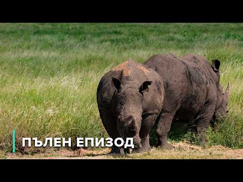 Видео: Живот в Ватерберг и кратера Вредефорт | Дивите пейзажи на Африка 101+102