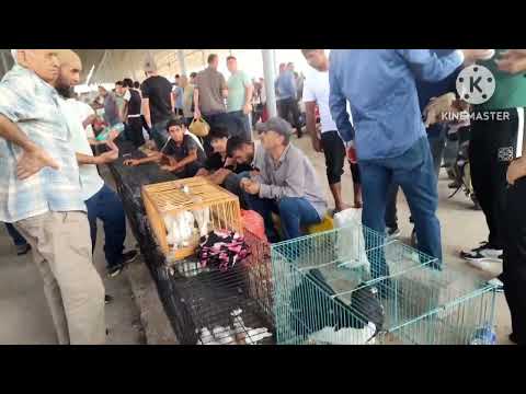 Видео: кафтар бозор Душанбе рудаки ленинский 01.09.24сол.то хафтаи оянд