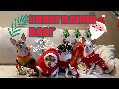 Видео: Новогодний ВЛОГ с чихуахуа! Куча игрушек , новая сумка , поход в кафе)