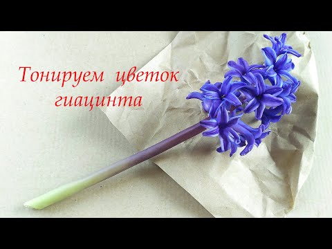 Видео: Гиацинт Часть 2 - тонировка цветка. Master class hyacinth Part 2 -flower coloring.