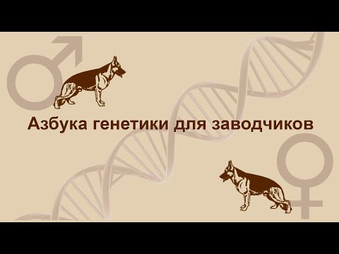 Видео: Азбука генетики для заводчиков