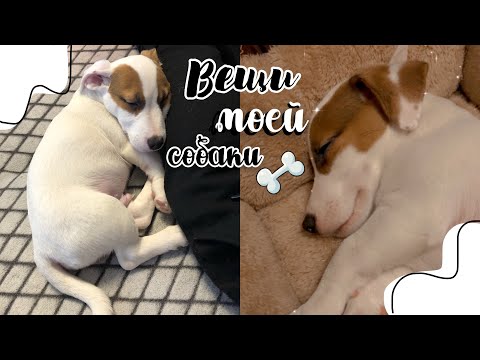 Видео: Все вещи моей собаки|Что нужно для щенка| Джек Рассел Терьер | puppy Jack Russel Terrier