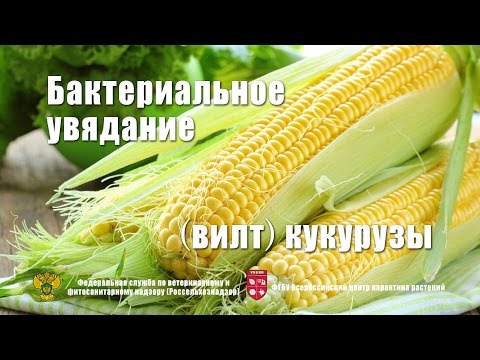 Видео: Бактериальное увядание (вилт) кукурузы