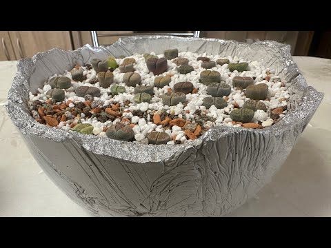 Видео: Мои новые китайские друзья☺️ Литопсы из Поднебесной.