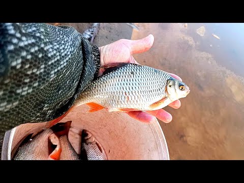 Видео: Апрельский фидер 2025. Проверил две локации на мелководье.