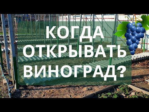 Видео: Открытие винограда весной!