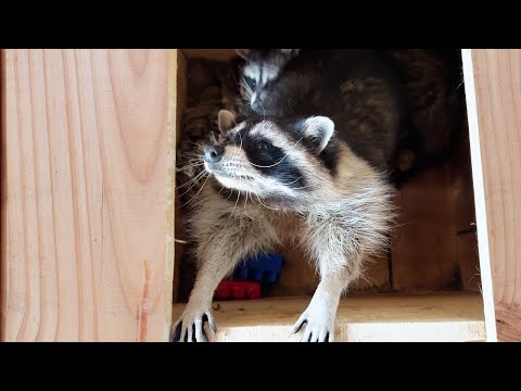 Видео: ЕНОТЫ ГОРА И ПИКАЧУ УЖЕ СПЯТ ВМЕСТЕ / Лиса Хината целуется с гостями