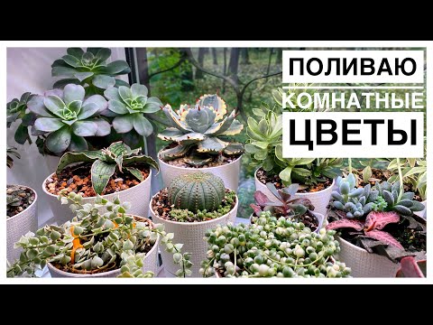 Видео: Будни цветовода | Продолжаю поливать и осматривать растения | 25.10.2023г.